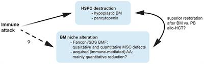 Pathogenesis of Acquired Aplastic Anemia and the Role of the Bone Marrow Microenvironment